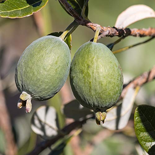 Pianta feijoa autofertile - pianta,