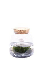 Pianta marimo cladophora - di,