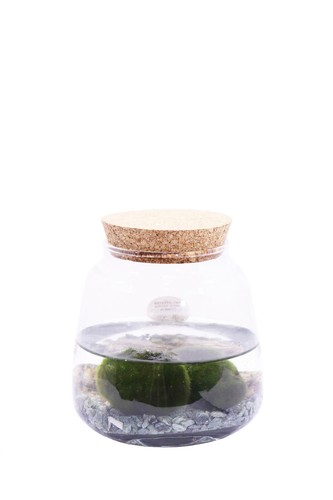 Pianta marimo cladophora - di,