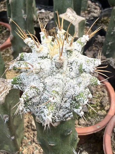 Pianta succulenta astrophytum - pianta,