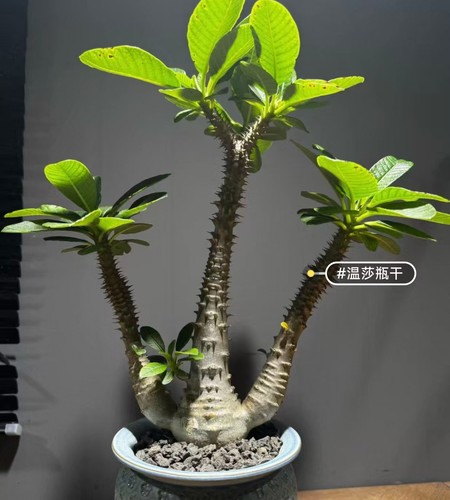 Pachypodium baronii alto - , 30