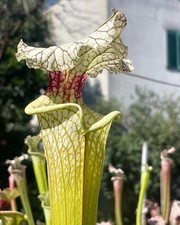 Sarracenia galaxy - sarracenia,