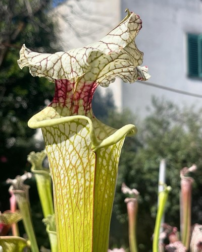 Sarracenia galaxy - sarracenia, “galaxy”