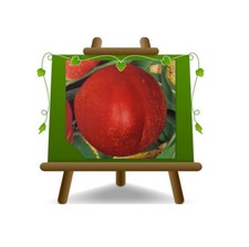 Nettarina a Polpa Gialla Maria Carla Altezza: 170~200 cm Eta: 4 anni Vaso: 26 cm