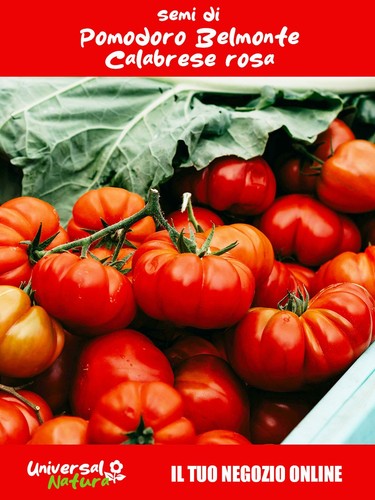 Semi pomodoro - semi, 🍅