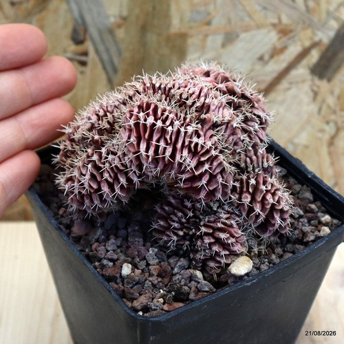 Gymnocalycium mihanovichii