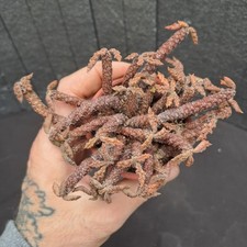 Euphorbia decaryi var