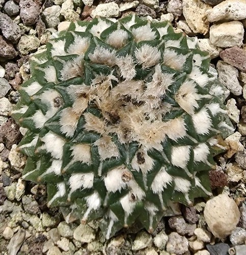 Ariocarpus kotschoubeyanus - kotschoubeyanus, v