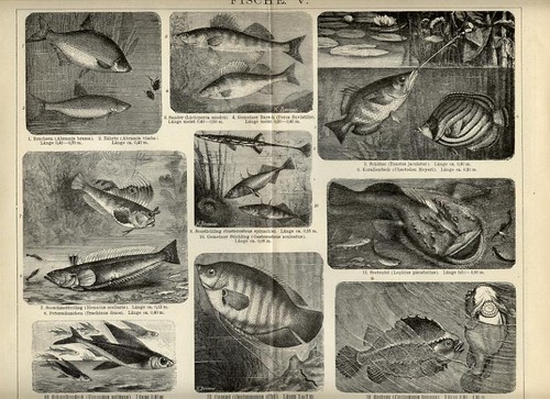 Stampa antica 1898 pesci - stampa,