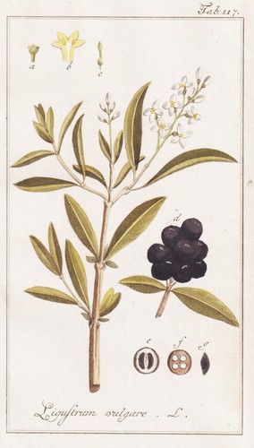 Ligustrum volgare ligustro