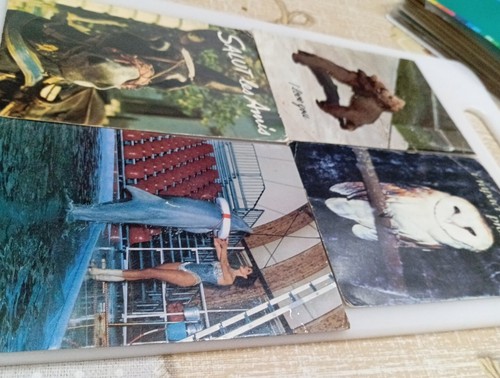 Cartoline animali varie - cartoline,