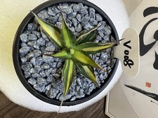 1pcs 7,9cm cactus pianta