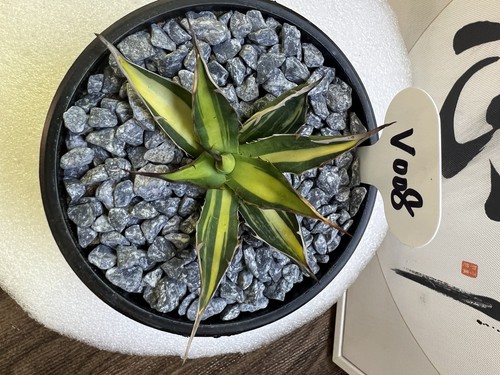 1pcs 9cm cactus pianta - 7,9cm,