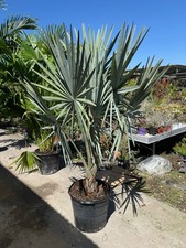 Bismarckia nobilis Silver H