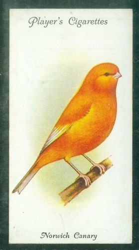 Bird card 001 - bird, card,