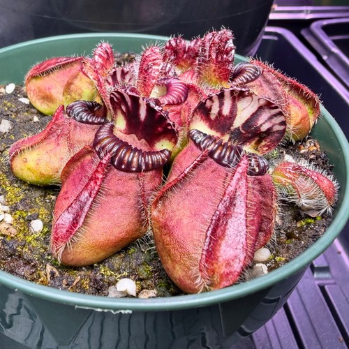 Cephalotus follicularis - cephalotus,