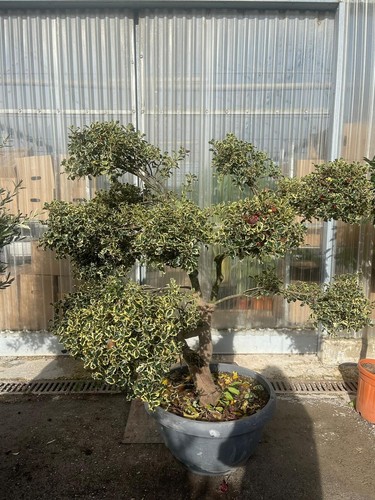 Pianta agrifoglio ilex - pianta,