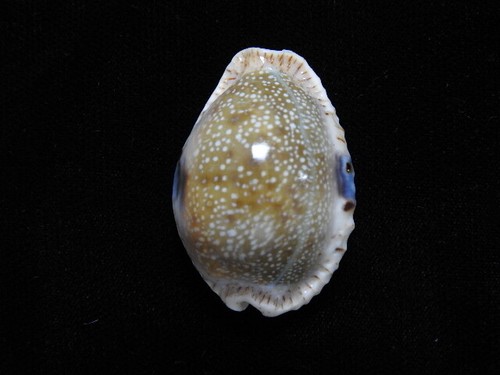 Sea shell cypraea erosa - cypraea,