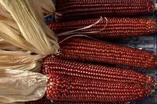 600 semi pignoletto rosso - semi,