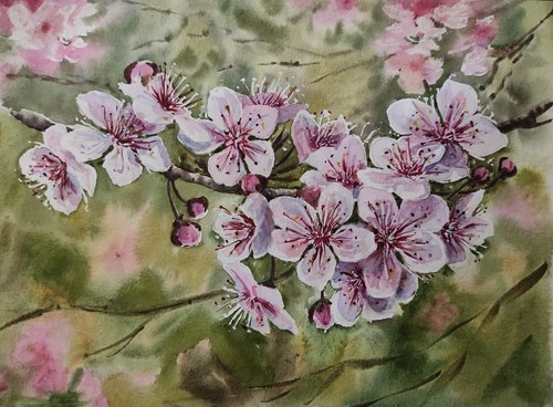 Fiore fiori ciliegio - di,