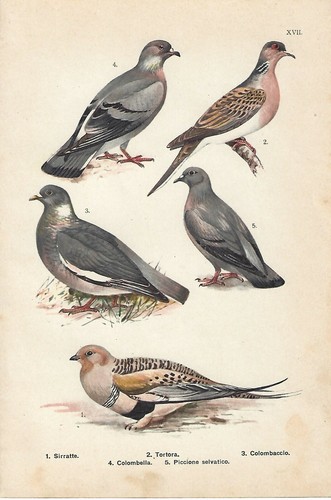 Stampa antica uccelli piccione - antica,