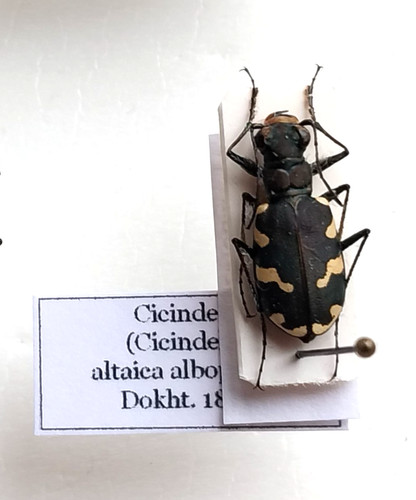 Carabidae cicindela altaica 1 - carabidae,,