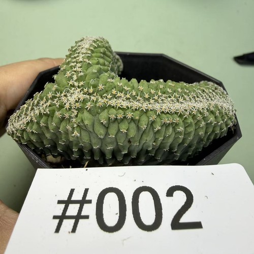 Rara pianta cactus - rara,