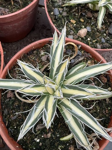 Agave mediopicta variegata - mediopicta,