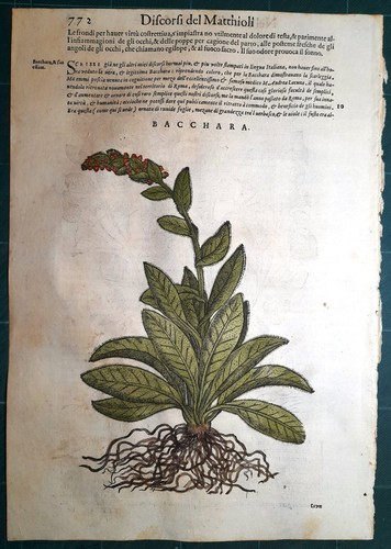 Stampa antica mattioli - stampa,