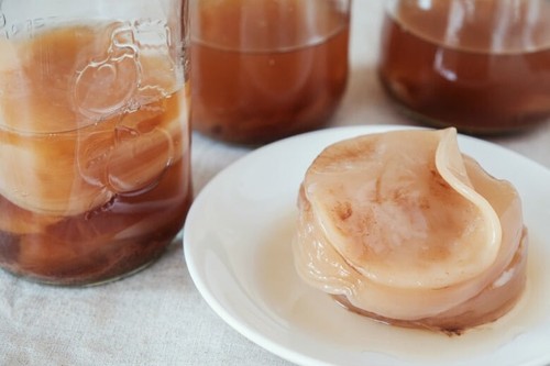 Scoby kombucha nero - kombucha, te'