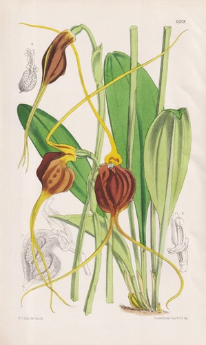 Masdevallia ephippium nuovo - masdevallia,