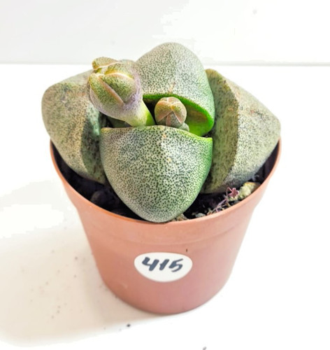 Pleiospilos nelii - 8, cm
