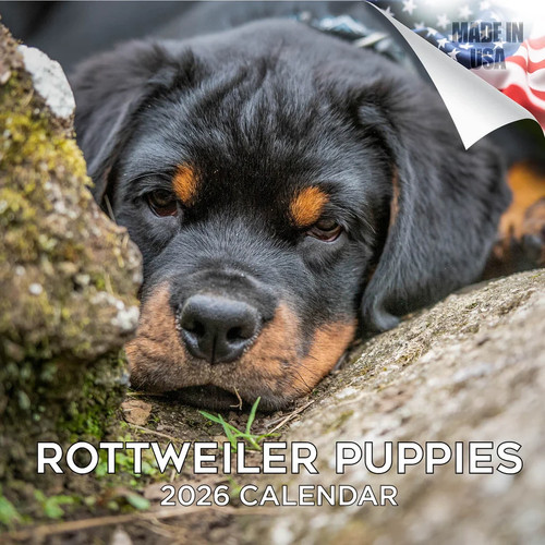 Rottweiler cuccioli calendario - rottweiler,