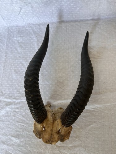 Corna antilope springbok - antilope,
