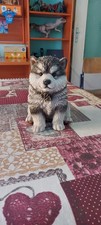Vivid Arts - Statuetta A Forma Di Alaskan Malamute 