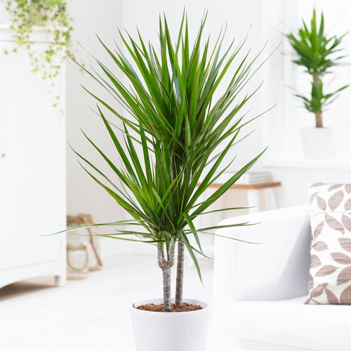 Pianta dracena marginata - di,
