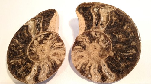 Fossile ammonite - fossile,