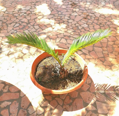 Pianta cycas vaso - di,