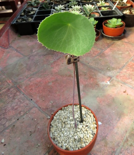 Senecio