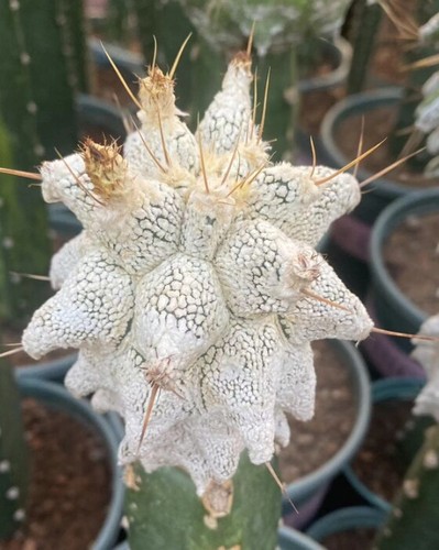 Pianta succulenta astrophytum - succulenta,