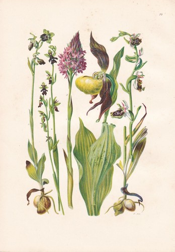 Cypripedium calceolus - ,