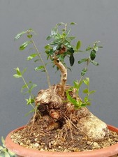 Bonsai Olivastro 30x20cm In
