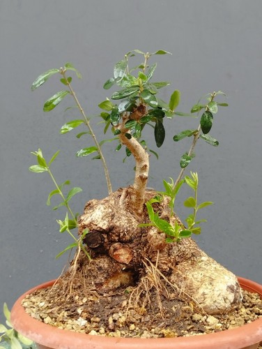 Bonsai olivastro 30x20cm - bonsai,