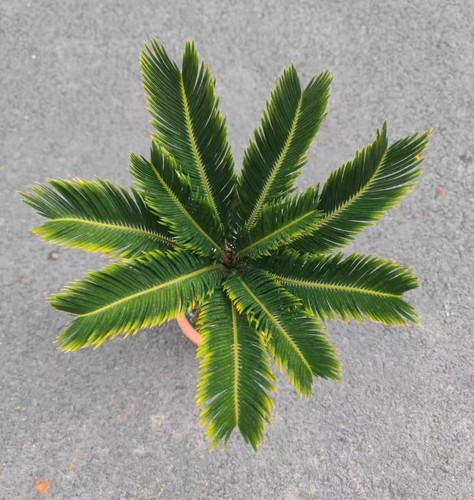Cycas revoluta aurea - cycas, wysiwyg