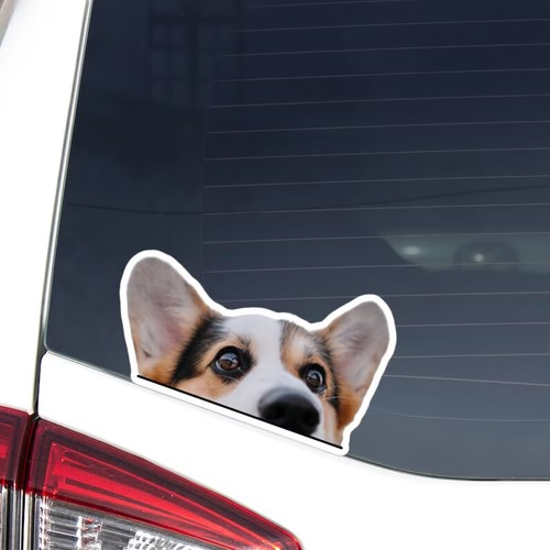 Adesivo auto testa corgi - adesivo,