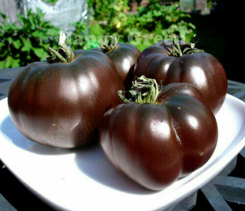 Pomodoro black prince - 70, semi