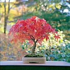 Japanese Maple Bonsai Acer