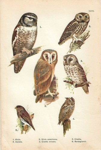 Stampa antica uccelli rapaci - uccelli,