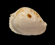 Conchiglia Shell Cypraea ZOILA