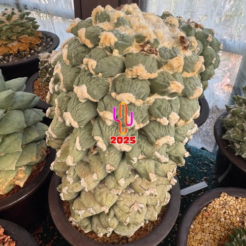 Ariocarpus ret maruibo x - ariocarpus,